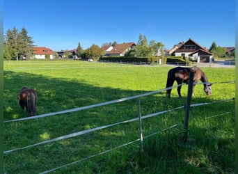 Posto in paddock aperto a Bretzfeld, frazione