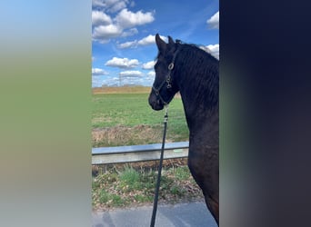 Posto in paddock aperto per castrone