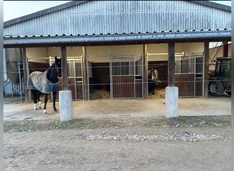 Posto in paddock con box aggiuntiva