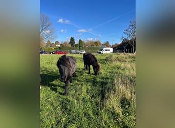 Posto libero in paddock all'aperto