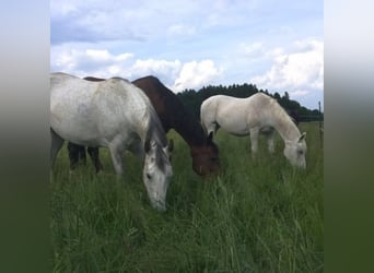 Schöner Offenstallplatz in kleiner Herde in Holzkirchen