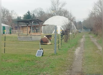 ...uno spazio per te e il tuo cavallo (senior)...