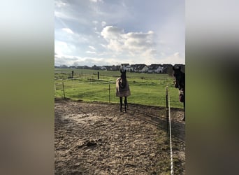 Verpflegung nicht reitbarer Pferde/Ponys + Rentnerversorgung