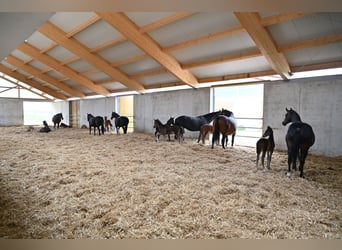⚜️Zuchtstutenbetreuung- vom besamen bis zum abfohlen⚜️