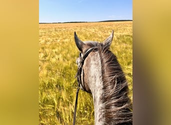 Zwei Plätze im Offenstall frei