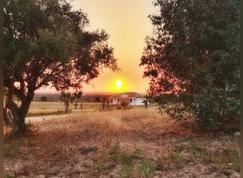 2 Traumgrundstücke ( insgesamt 137.000 qm) in Andalusien/ Almonte