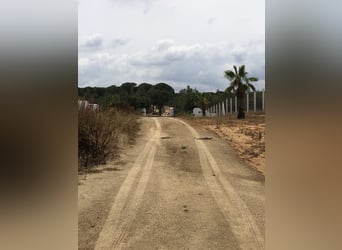 2 Traumgrundstücke ( insgesamt 137.000 qm) in Andalusien/ Almonte