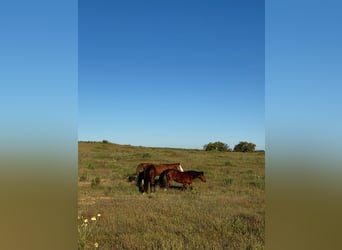 2 Traumgrundstücke ( insgesamt 137.000 qm) in Andalusien/ Almonte
