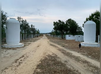 2 Traumgrundstücke ( insgesamt 137.000 qm) in Andalusien/ Almonte