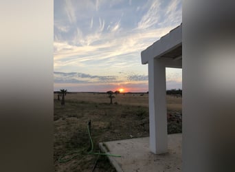 2 Traumgrundstücke ( insgesamt 137.000 qm) in Andalusien/ Almonte