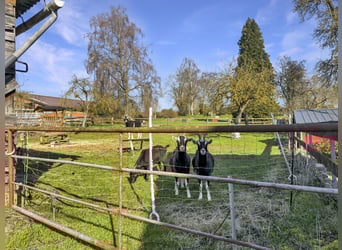 Affascinante casa residenziale con possibilità di allevamento equino e ampio terreno a Bad Arolsen-H