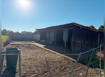 Allevamento di cavalli su circa 1,7 ettari di terreno di proprietà, a pochi chilometri da Monaco