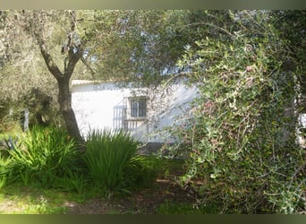 Bellissima finca immersa in una natura meravigliosa