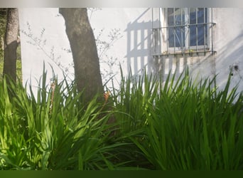 Bellissima finca immersa in una natura meravigliosa