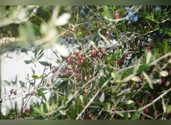 Bellissima finca immersa in una natura meravigliosa