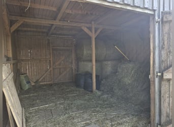 Box privata in affitto in un paddock di proprietà in affitto
