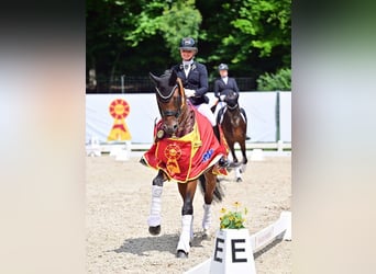 Cavaliere professionista di successo cerca maneggio in affitto
