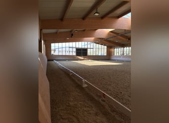 Cavaliere professionista di successo cerca maneggio in affitto nella zona di Rhein-Neckar o Rhein-Ma