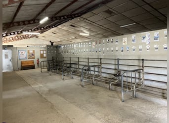 Centro equestre chiavi in mano!