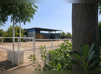 Centro ippico a Castellón Sud