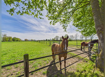 Esclusivo complesso equestre con elegante abitazione, ampi pascoli e struttura ippica di altissimo l
