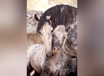 establo en (semi) libertad, garantizamos caballos felices