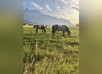  Etablierter Reitbetrieb sucht neuen Standort