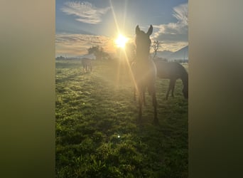  Etablierter Reitbetrieb sucht neuen Standort