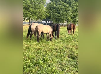  Etablierter Reitbetrieb sucht neuen Standort