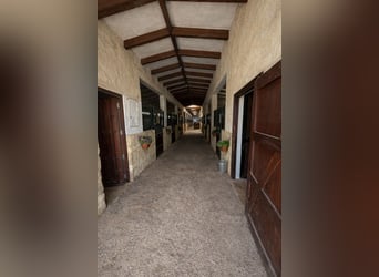 Fattoria equestre a La Marina, Alicante, prossima a (MET)