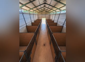 Fattoria equestre a Valencia