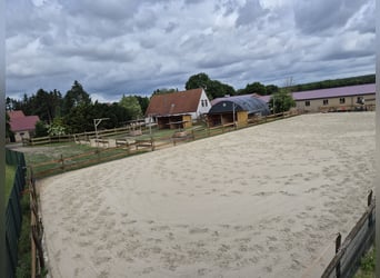 Fattoria equestre, scuderia di pensione, stalla terapeutica, allevamento