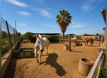 Fattoria equestre vicino al mare