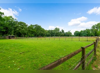 Hippisch complex met binnen- en buitenpiste