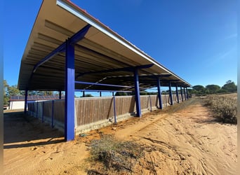 Impianto equestre moderno di circa 10 ettari tra Siviglia, Huelva e la costa atlantica