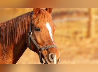 Impianto equestre professionale con arena coperta da 40 metri e spazio tra il paddock e il WAF