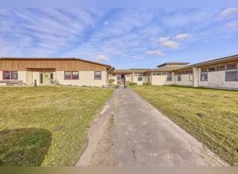 Impresa equestre in Meclemburgo-Pomerania Anteriore – situata direttamente sul Lago di Meclemburgo, 