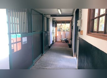 Landhaus mit Pferdestall & zusätzliche Optionen  -  Kreis Kleve NRW