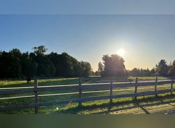 paddock housing // horse boarding // full board