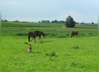 Piccolo paddock in Altstetten/Erdweg ha un posto libero.