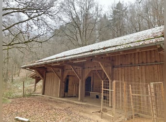 Privates Anwesen, ruhig im Grünen in Alleinlage gelegen, ideal für Pferde- und Naturfreunde