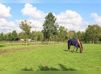 Professionelles Reitsportzentrum/Gestüt NRW