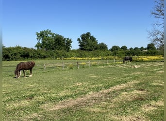Proprietà equestre con abitazione