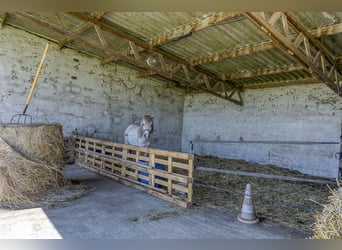 Proprietà equestre con molteplici possibilità