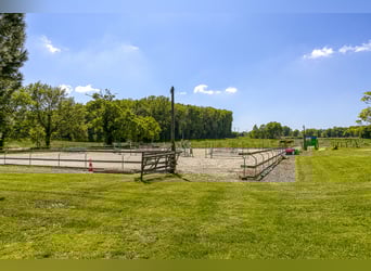 Proprietà equestre con molteplici possibilità