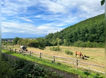 Proprietà equestre unica nella regione della Palatinato – 5,8 ettari, casa, stalla, maneggio coperto