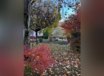 Proprietà equina ben curata - 5.000 mq, arena di sabbia e vista sulle Alpi | Vicino alla Svizzera |