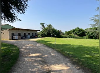 Proprietà equina con grande potenziale