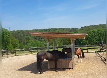 Reitbetrieb Reitanlage mit Mehrfamilienhaus