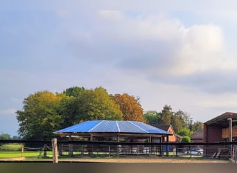 Reiterhof mit Zucht und Aufzucht – Pferde, Pferdebetrieb, Pension, Pensionsbetrieb, Reithof, Reithal